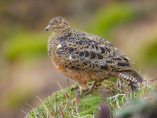  - Rufous-bellied Seedsnipe