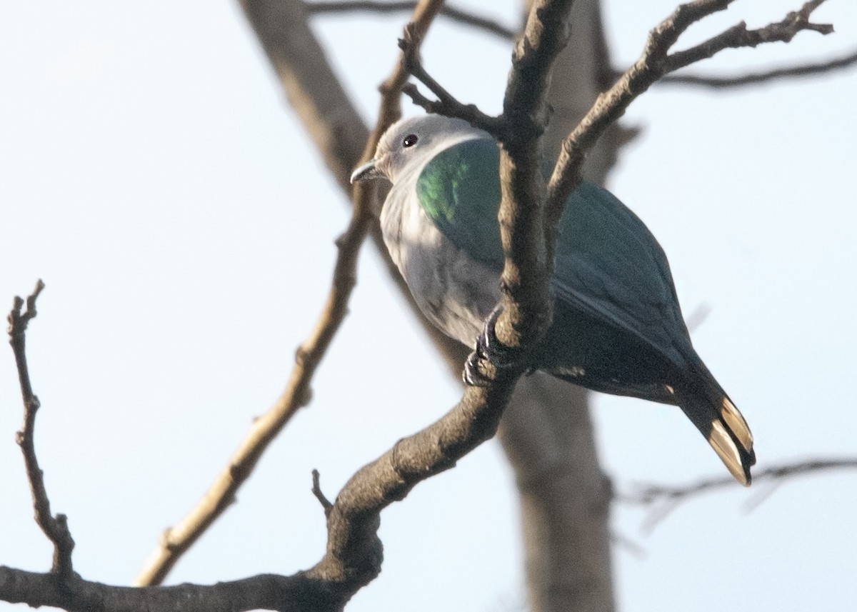 Green Imperial-Pigeon - John Ricarte