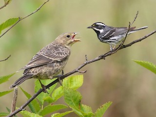  - Black-throated Gray Warbler