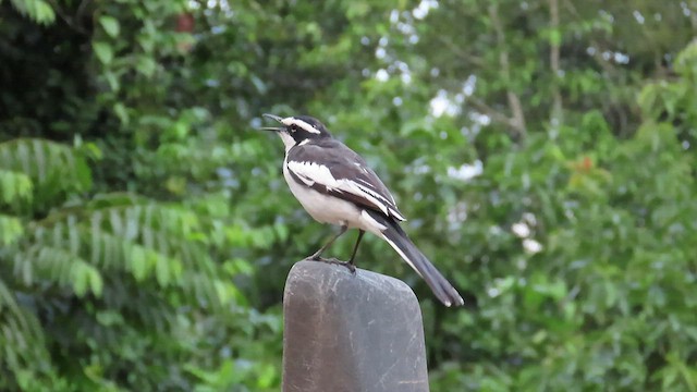 African Pied Wagtail - ML470408811