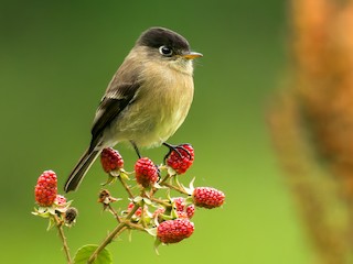  - Black-capped Flycatcher