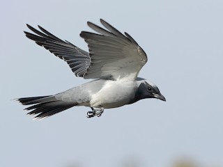  - Black-faced Cuckooshrike