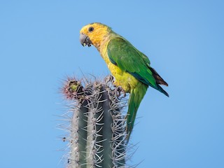  - Brown-throated Parakeet
