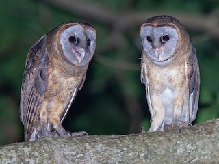  - Ashy-faced Owl