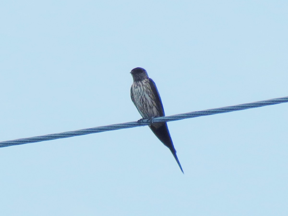 Striated Swallow - ML47041551