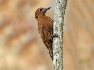  - Rufous Woodpecker