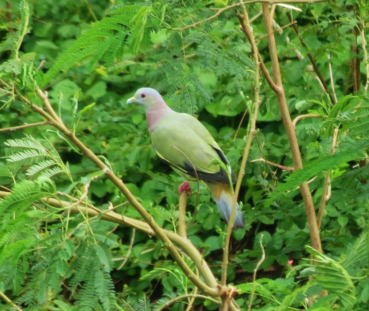 Розовошейный зелёный голубь - ML47041791