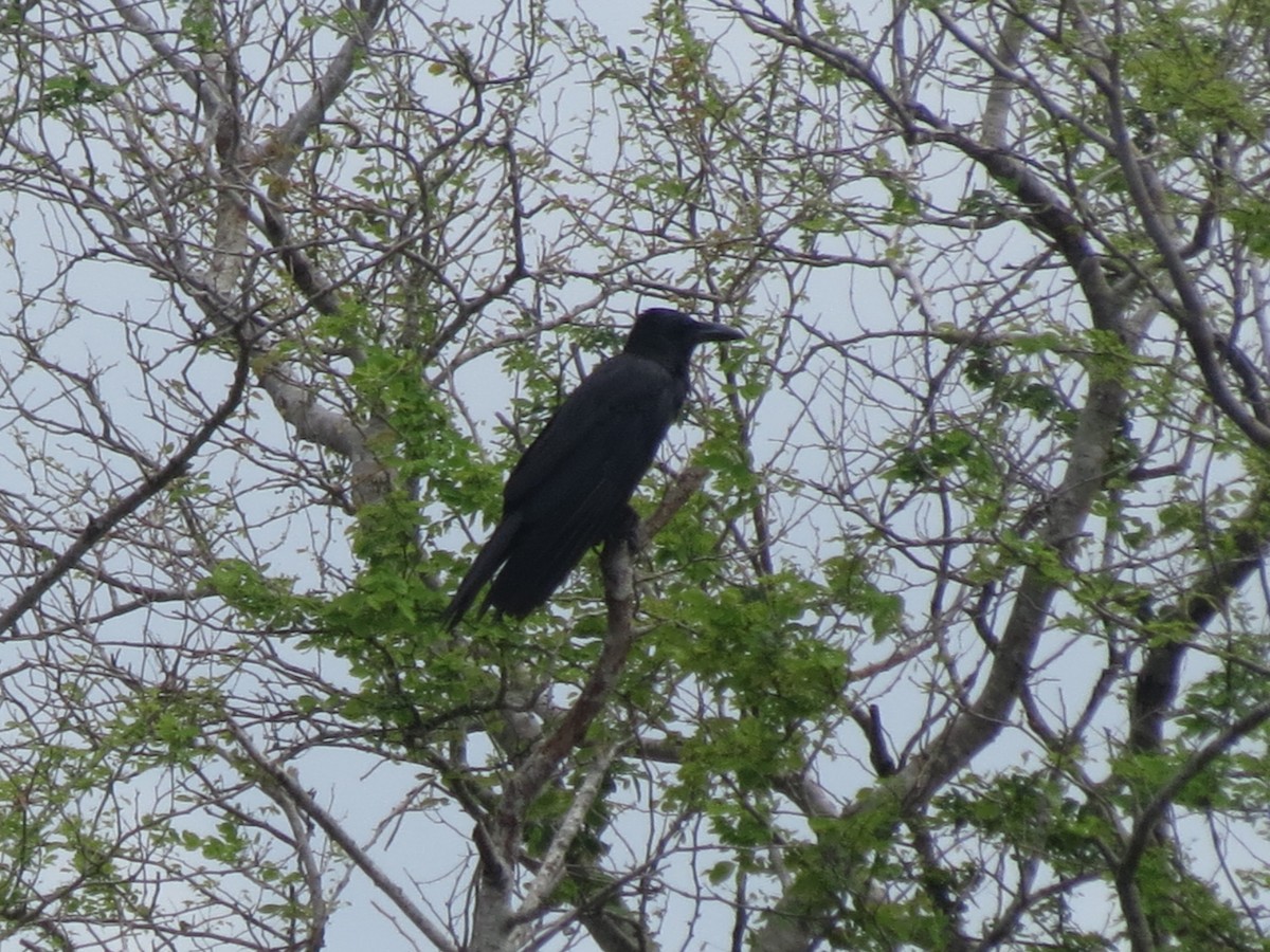Large-billed Crow - ML47041871