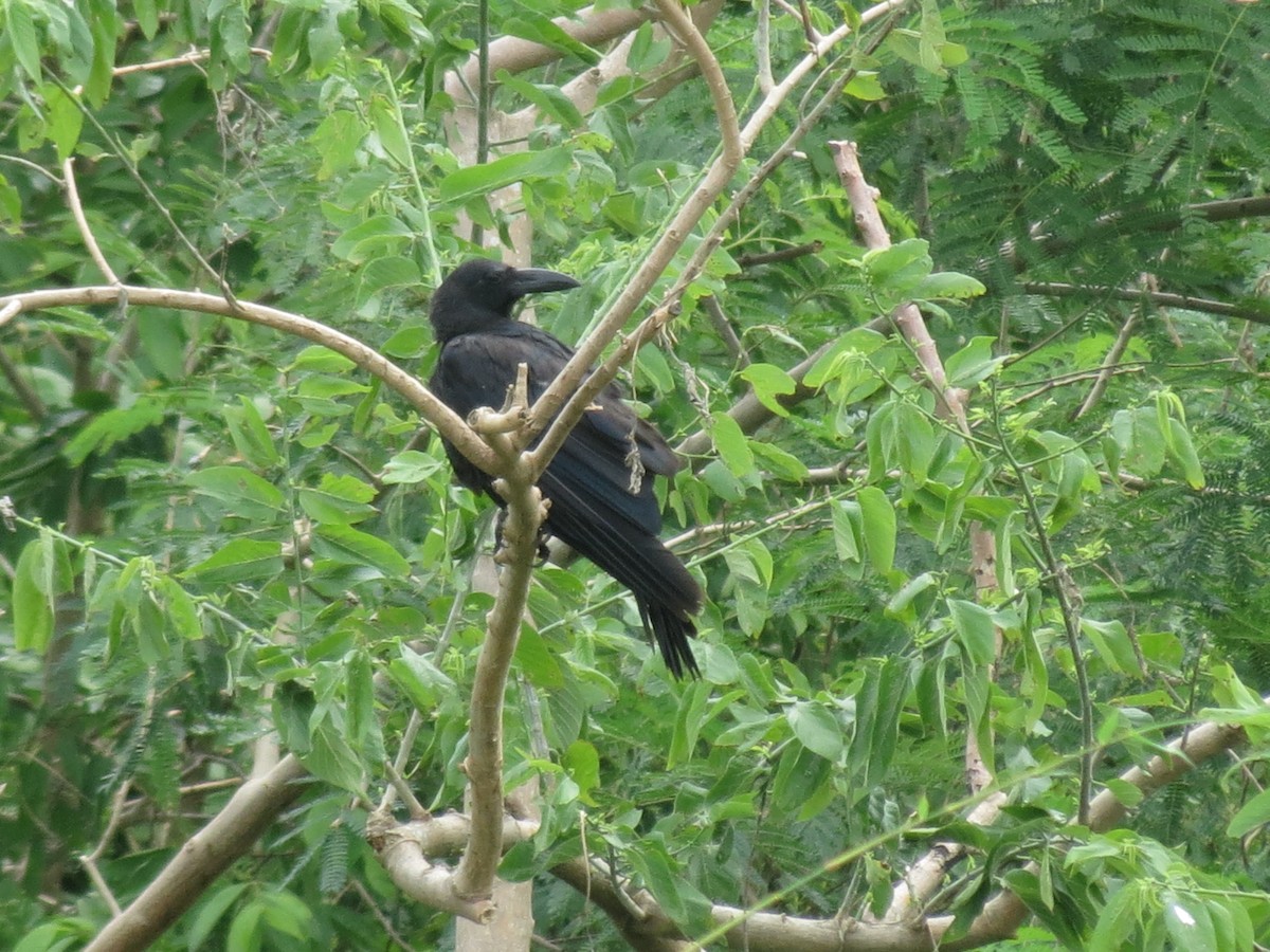 Large-billed Crow - ML47041881