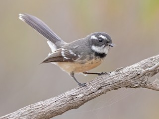  - Gray Fantail