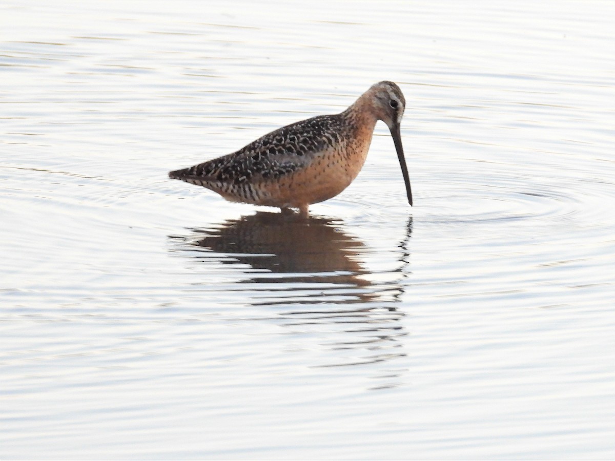 Long-billed Dowitcher - ML470419731