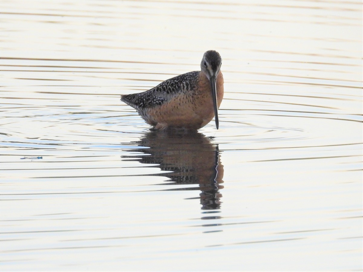 Long-billed Dowitcher - ML470419741