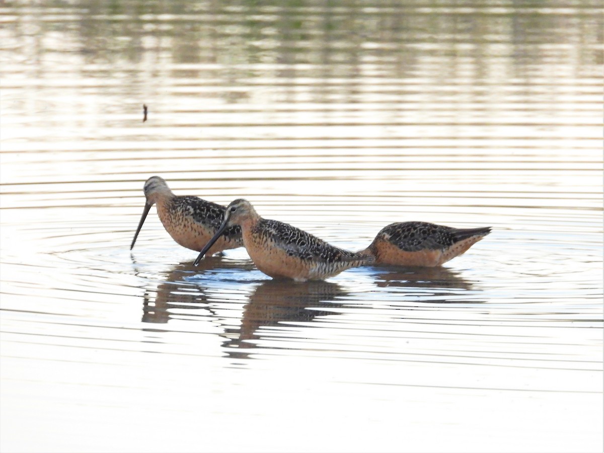 Long-billed Dowitcher - Mark Selle