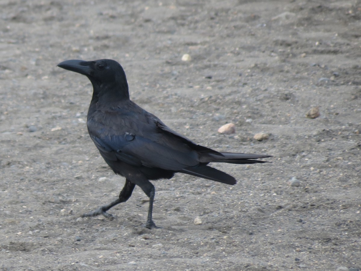 Large-billed Crow - ML47042061