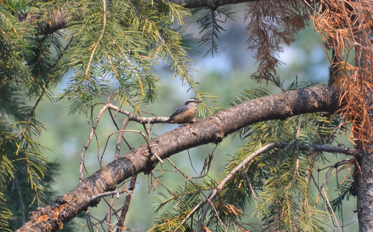 Red-breasted Nuthatch - ML470423911