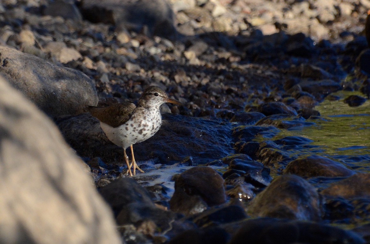 Spotted Sandpiper - Logan Southall