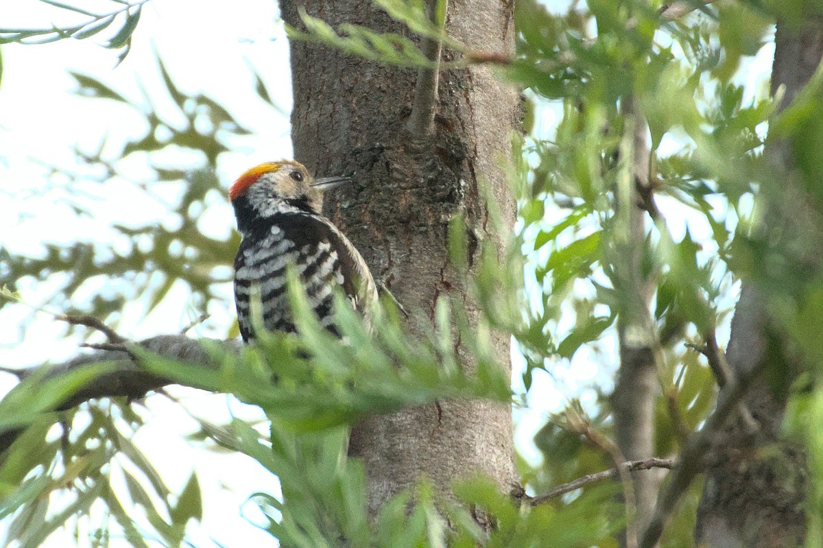 Brown-fronted Woodpecker - ML470430181