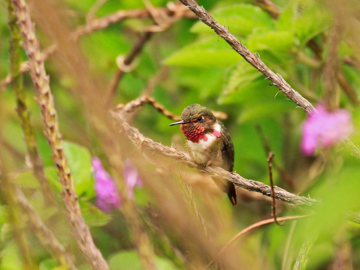 Volcano Hummingbird (Rose-throated) - ML470433501