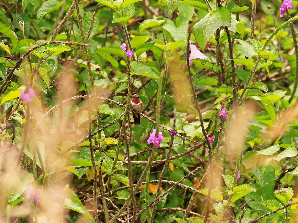 Volcano Hummingbird (Rose-throated) - ML470433511