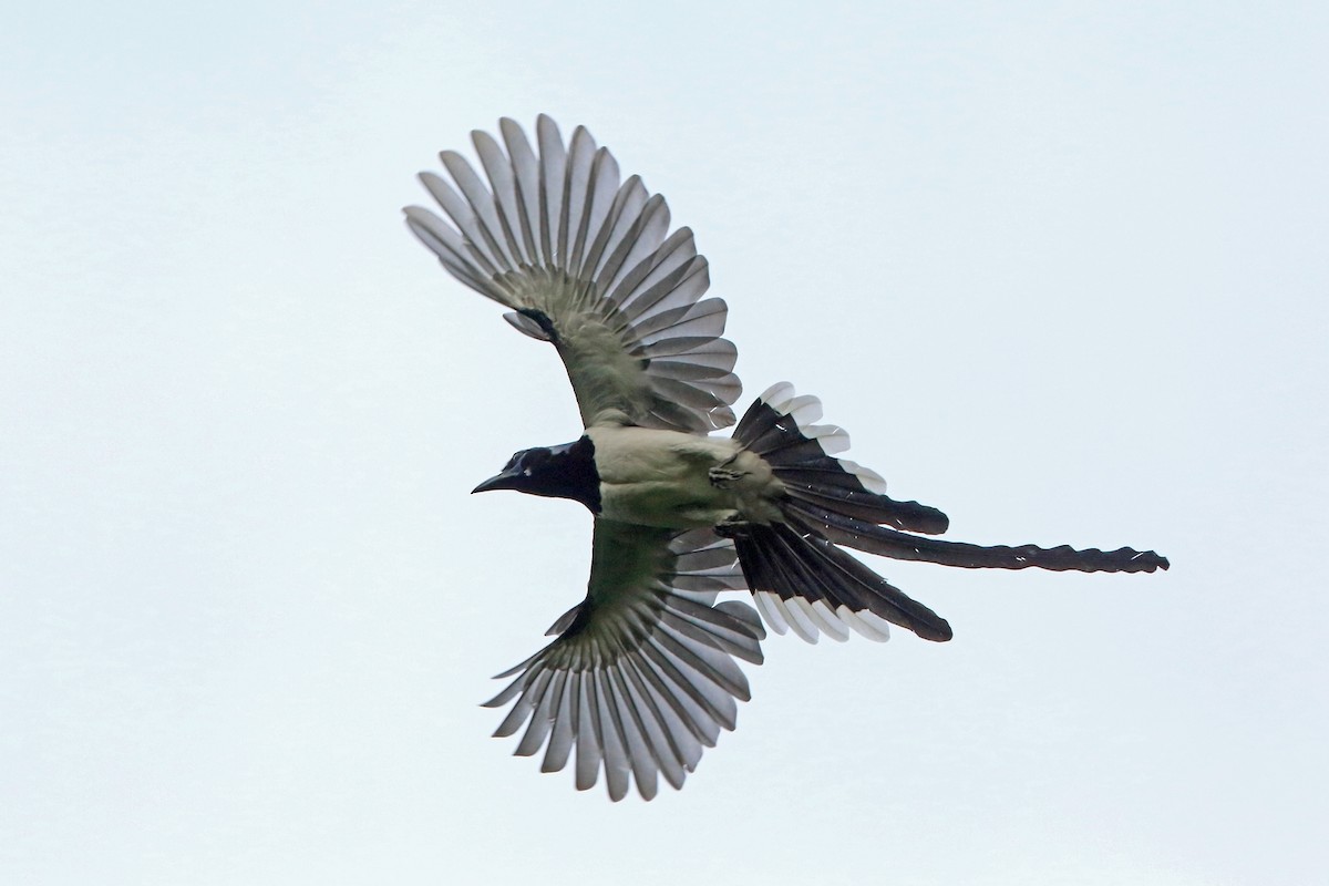 Black-throated Magpie-Jay - Nigel Voaden