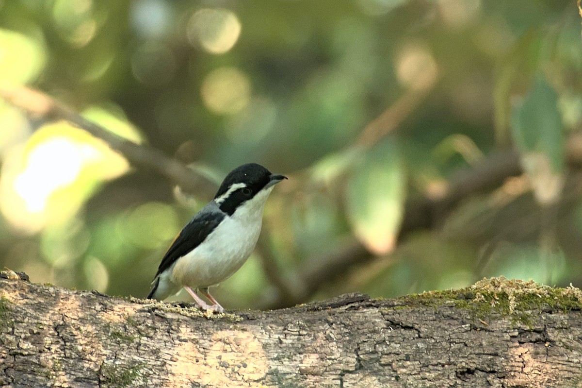 White-browed Shrike-Babbler (Himalajawürgervireo) - ML470434261