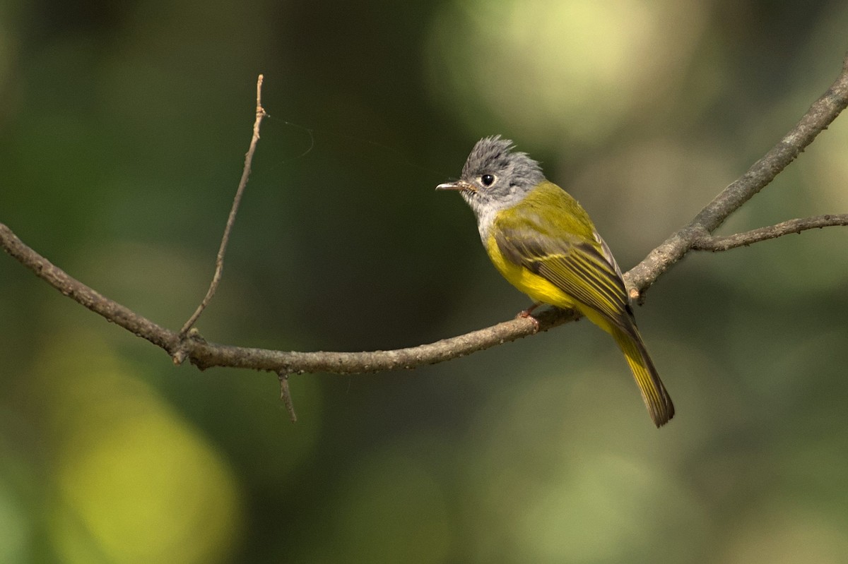 Gray-headed Canary-Flycatcher - Ashwani Sharma