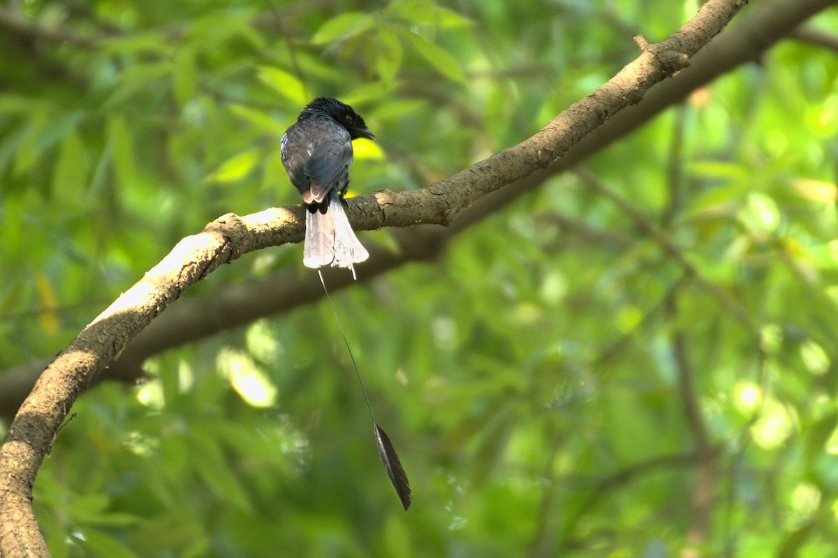 Lesser Racket-tailed Drongo - ML470434311