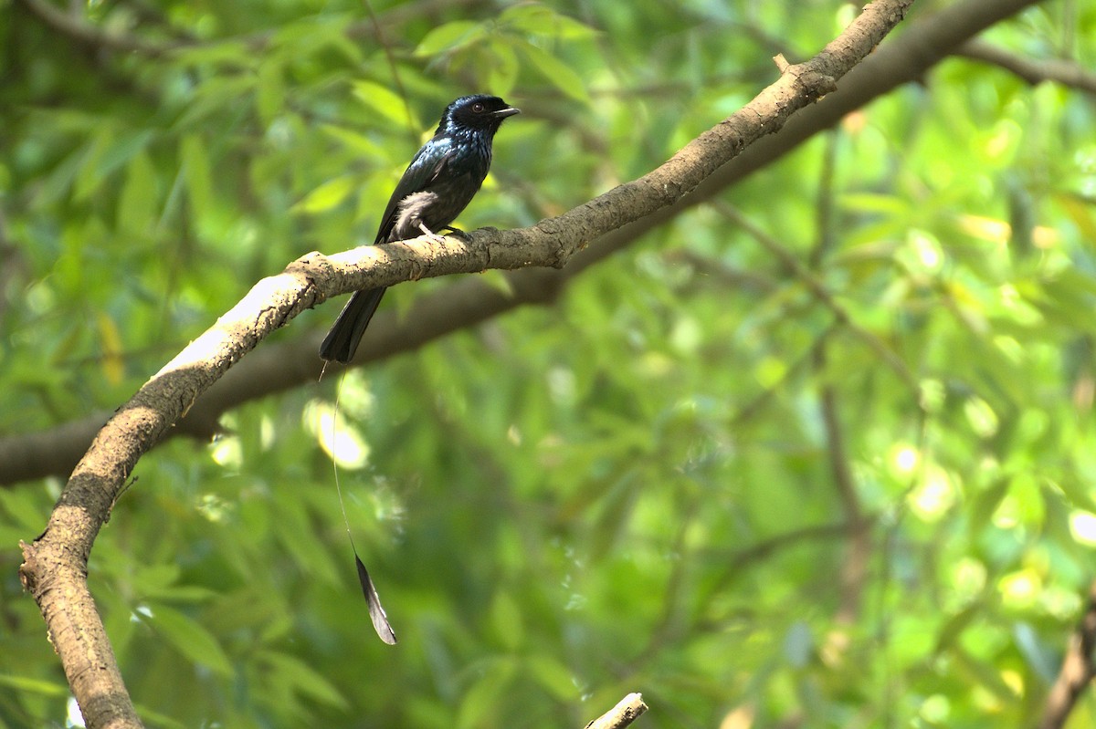Lesser Racket-tailed Drongo - ML470434321