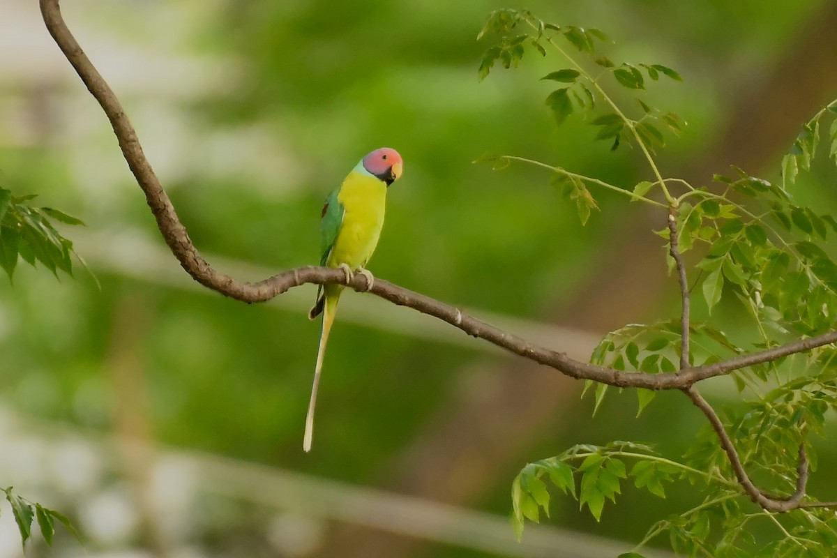 Plum-headed Parakeet - Ashwani Sharma
