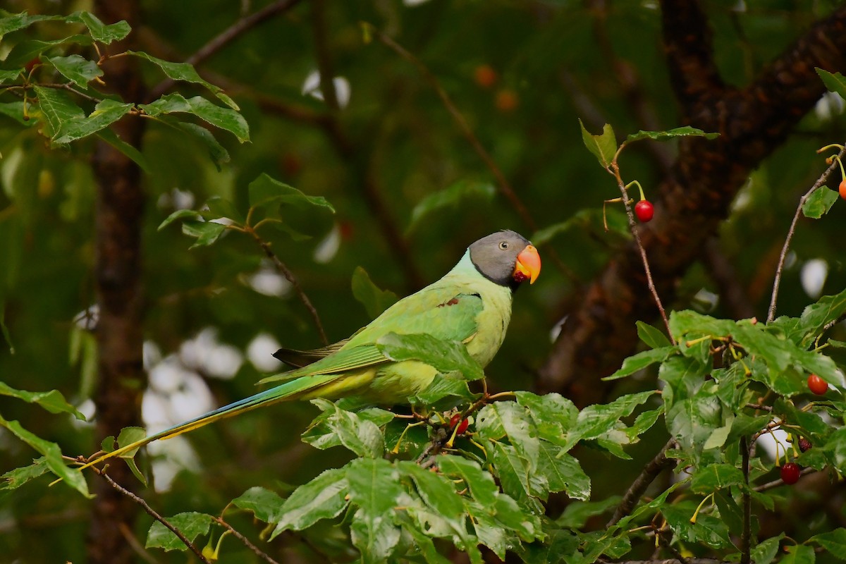 Slaty-headed Parakeet - Ashwani Sharma