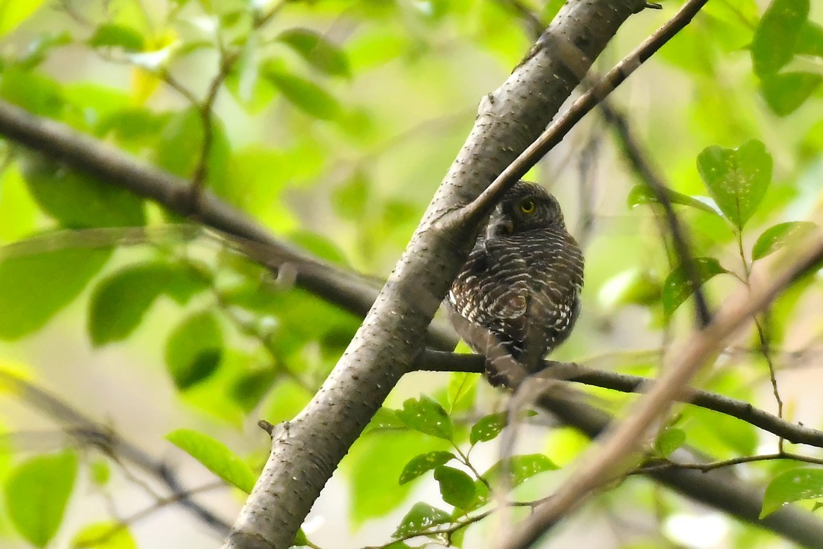 Asian Barred Owlet - ML470436111
