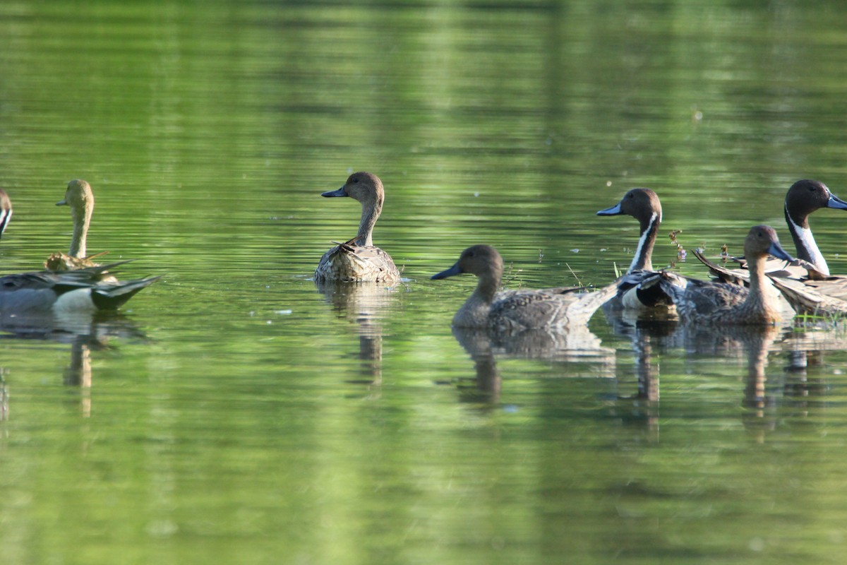 Northern Pintail - TheNatureTrust (GroupAccount)