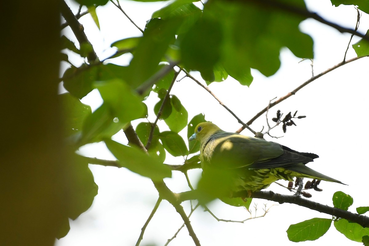 Wedge-tailed Green-Pigeon - Ashwani Sharma