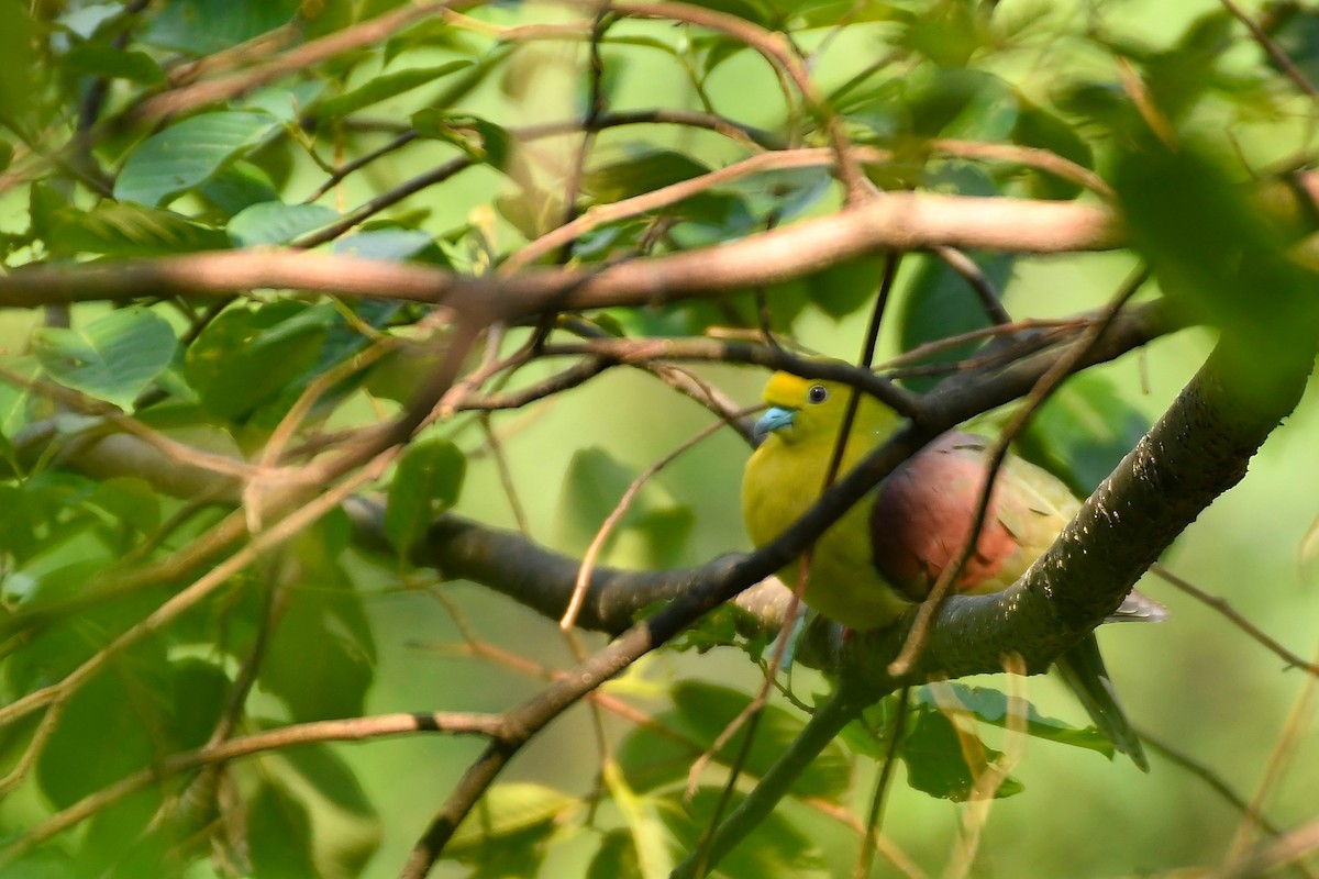 Wedge-tailed Green-Pigeon - ML470437601