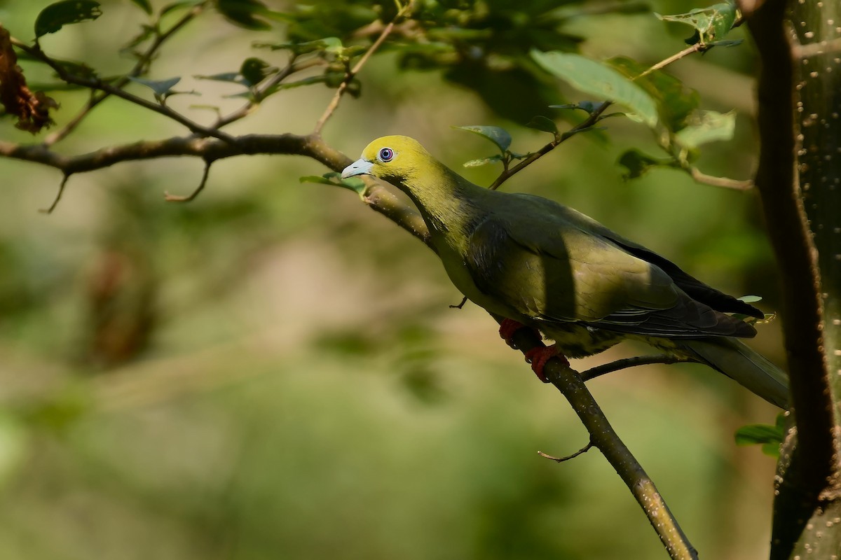 Wedge-tailed Green-Pigeon - Ashwani Sharma