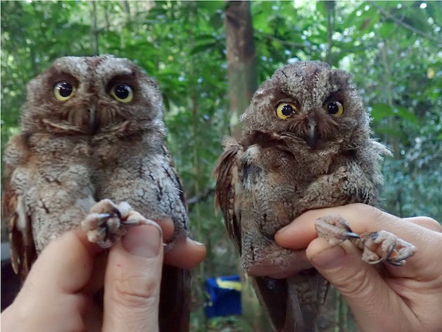 Photos - Principe Scops-Owl - Otus bikegila - Birds of the World