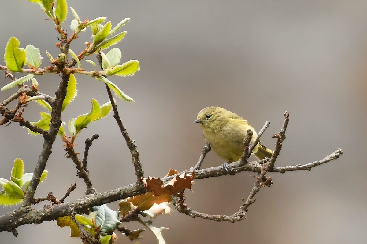 Yellow-browed Tit - ML470439141