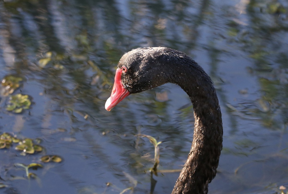 Black Swan - parrish evans