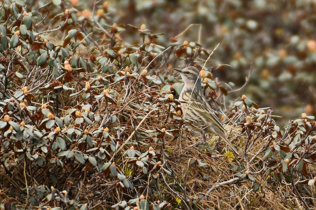 Rosy Pipit - ML470442171
