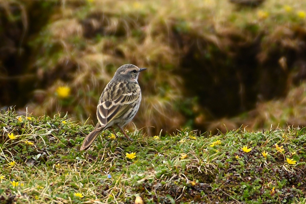 Rosy Pipit - ML470442181
