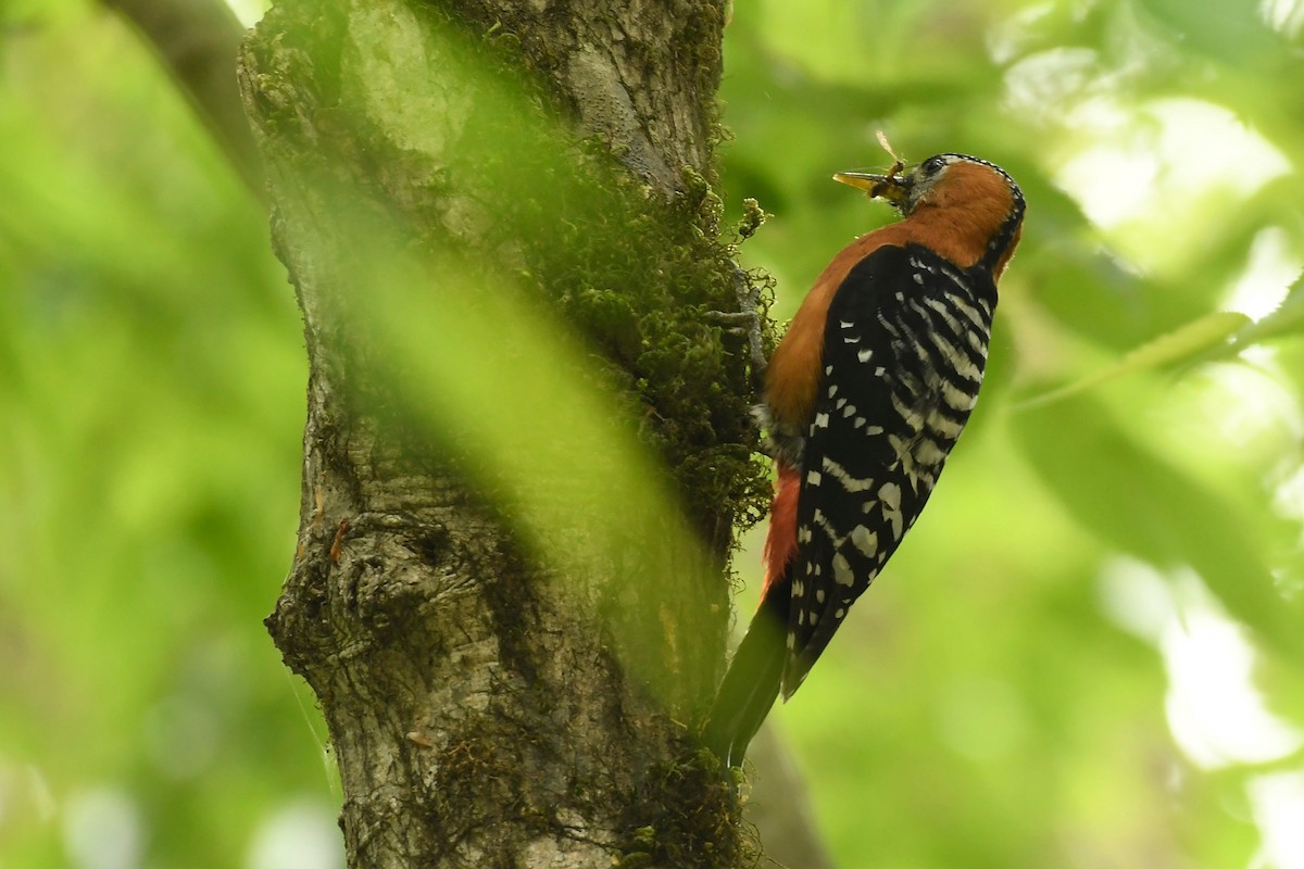 Rufous-bellied Woodpecker - ML470443231