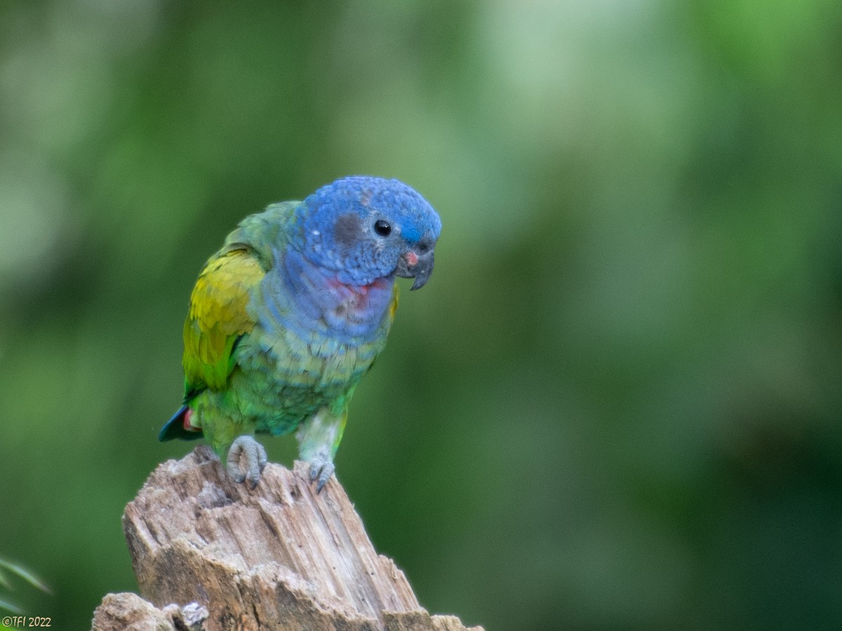 Blue-headed Parrot - ML470444221