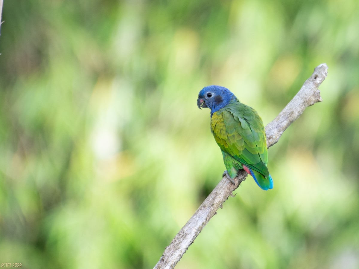 Blue-headed Parrot - T I