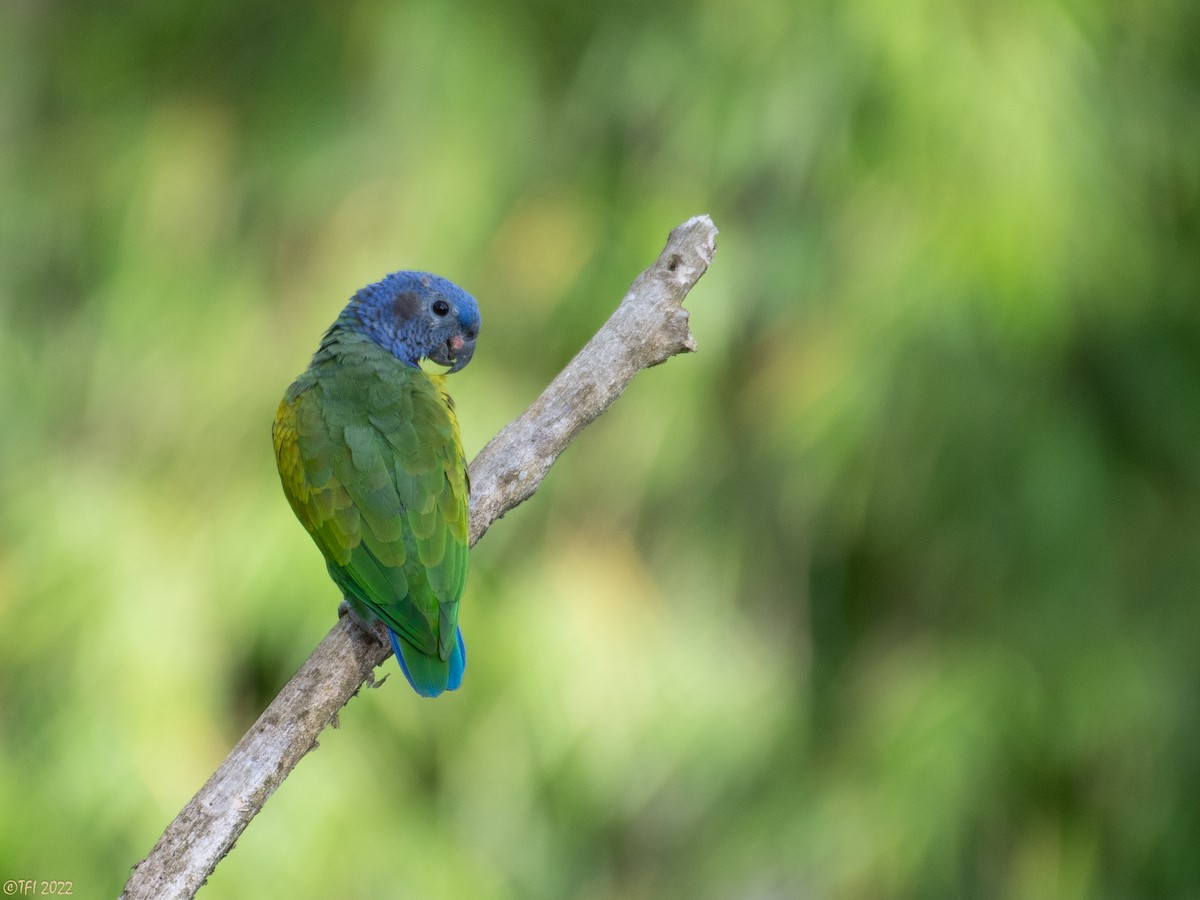 Blue-headed Parrot - ML470444261