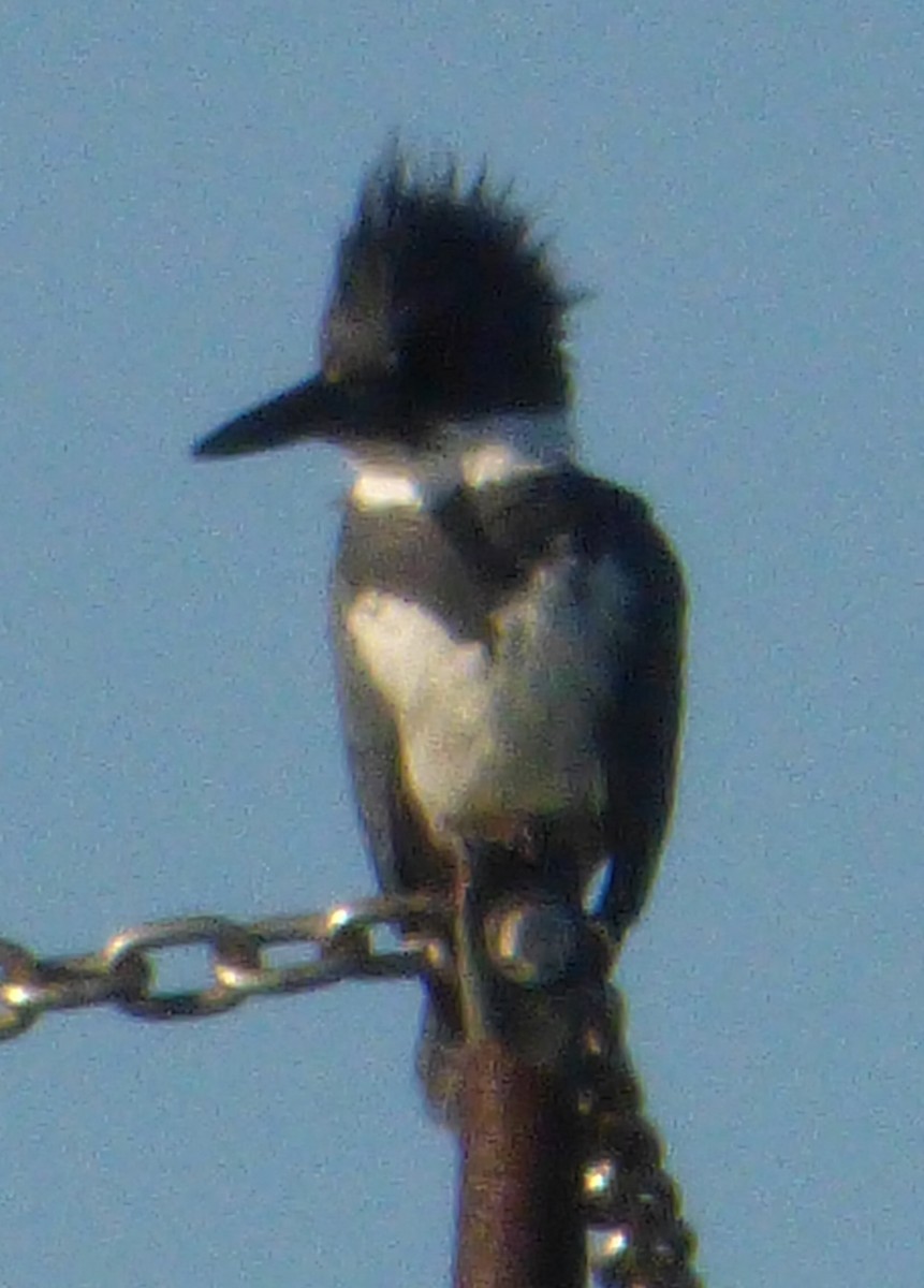 Belted Kingfisher - ML47044771