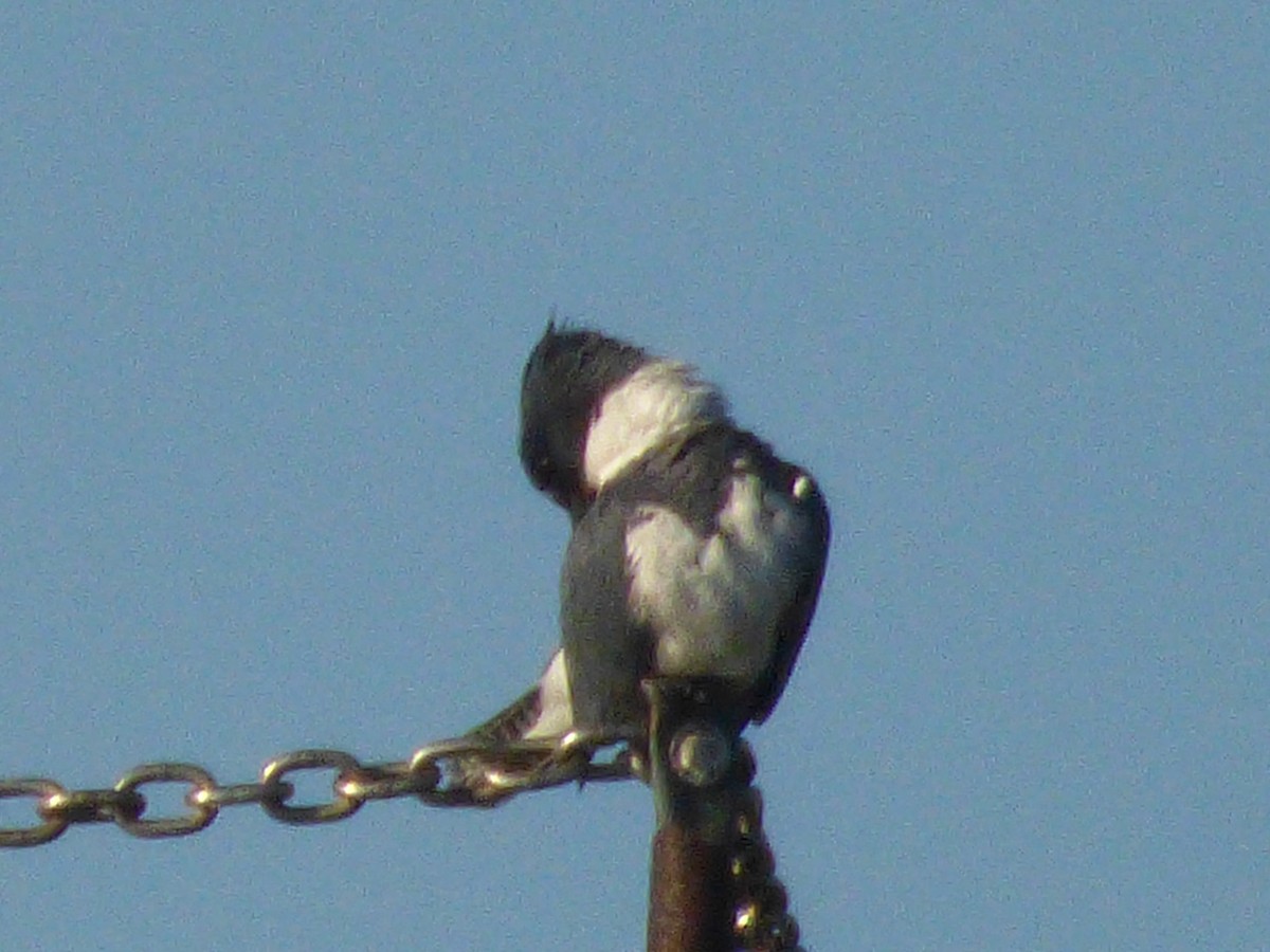 Belted Kingfisher - ML47044781