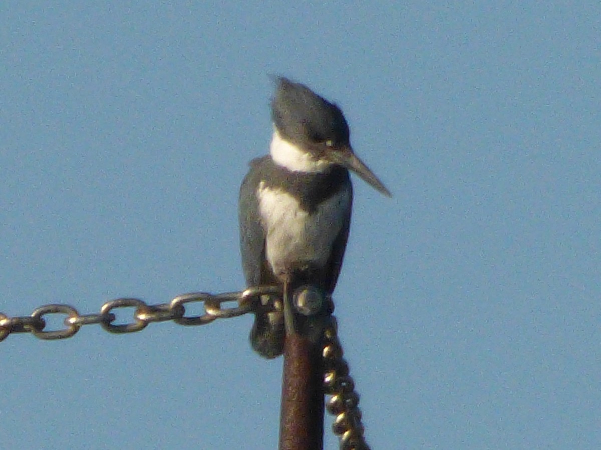 Belted Kingfisher - ML47044811
