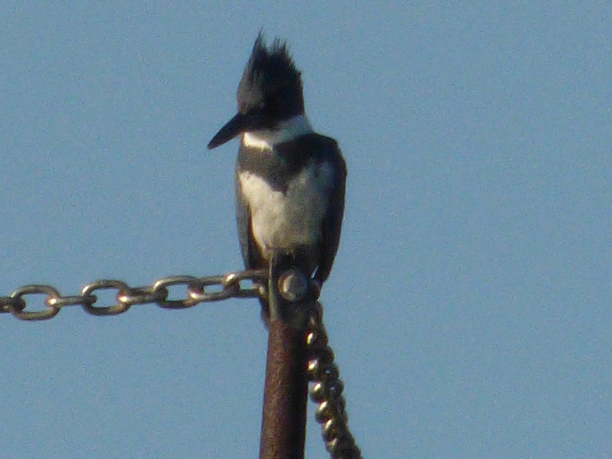 Belted Kingfisher - ML47044821