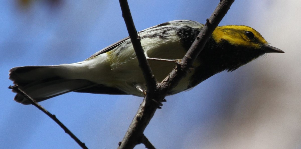 Black-throated Green Warbler - Meg Rousher