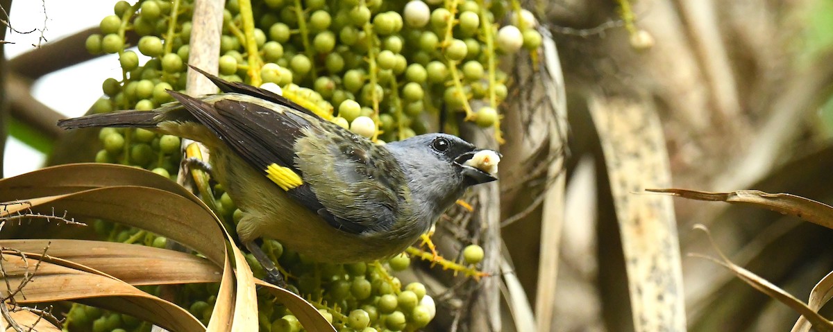Yellow-winged Tanager - ML470450421